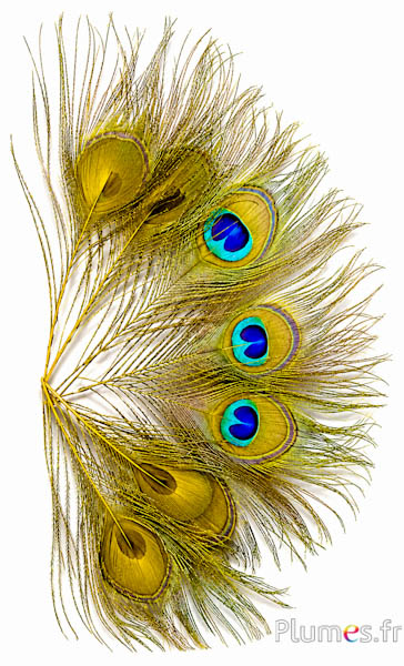 Pavone blu - 13-18 cm - giallo